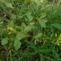 <i>Rorippa indica</i>  (L.) Hiern